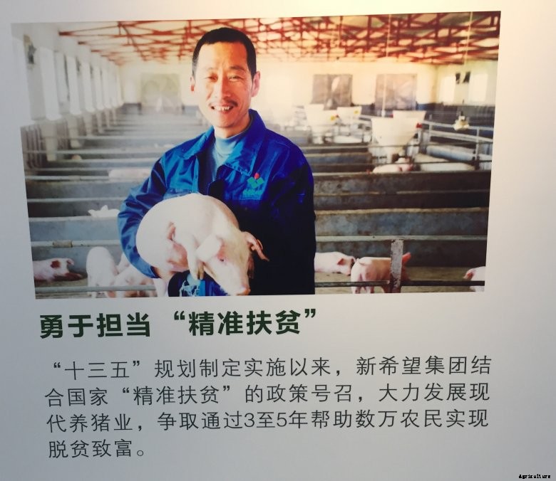 Chinese pig farmer